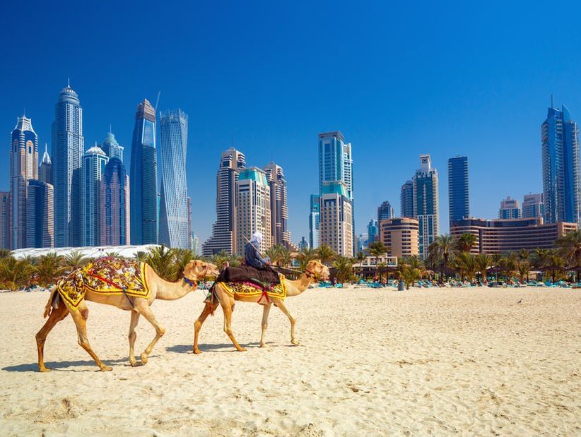 Camels crossing the beach in Dubai